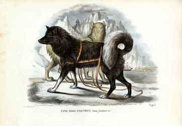 Inuits slädhund, 1863-79
